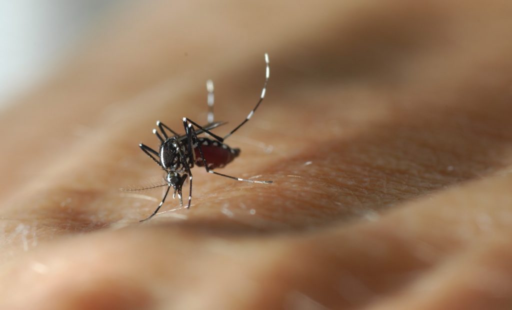 moustique tigre santé danger photographie HD piqure maladies tropicales transmission