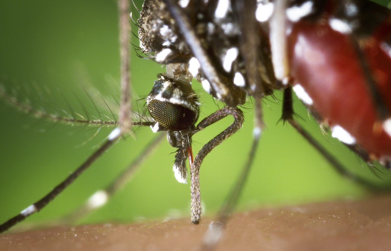moustique tigre quand périodes année piqures danger santé humaine maladies photo HD