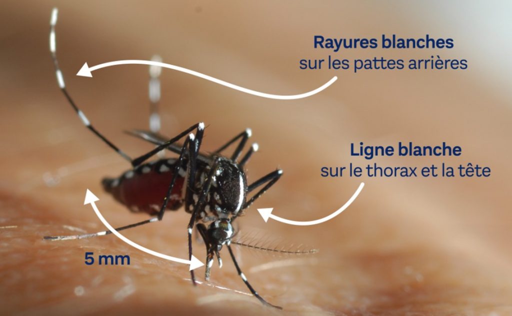 reconnaître moustique tigre critères taille couleurs danger santé humaine maladies